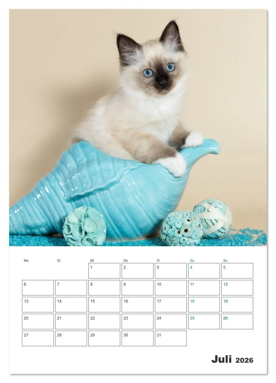 Bild: 9783516641486 | Heilige Birma Kitten Kalender mit Planer (Wandkalender 2026 DIN A2...