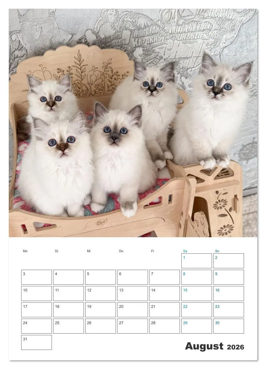 Bild: 9783516641486 | Heilige Birma Kitten Kalender mit Planer (Wandkalender 2026 DIN A2...