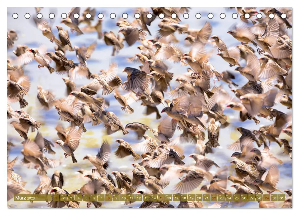 Bild: 9783457831786 | Wildes Kenia (Tischkalender 2026 DIN A5 quer), CALVENDO Monatskalender
