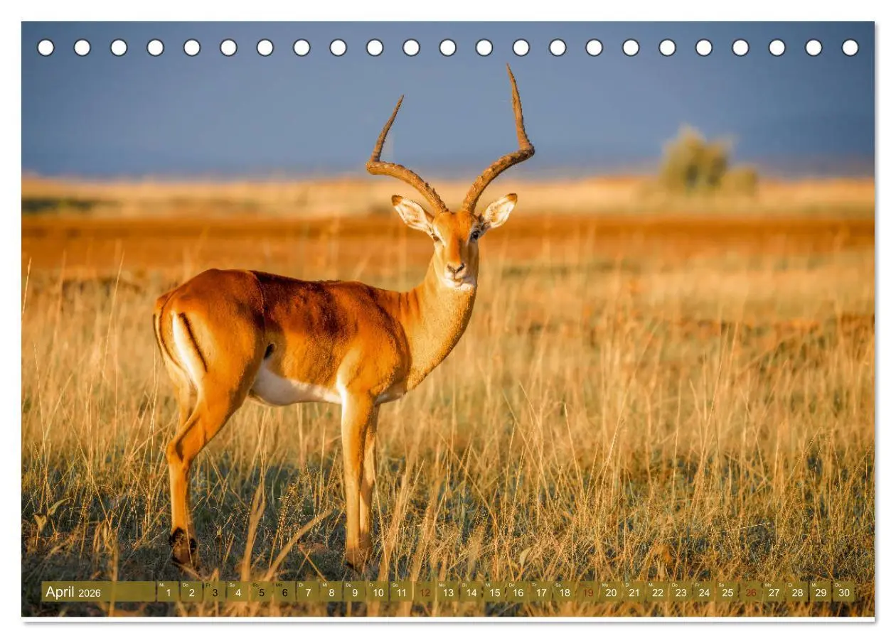 Bild: 9783457831786 | Wildes Kenia (Tischkalender 2026 DIN A5 quer), CALVENDO Monatskalender