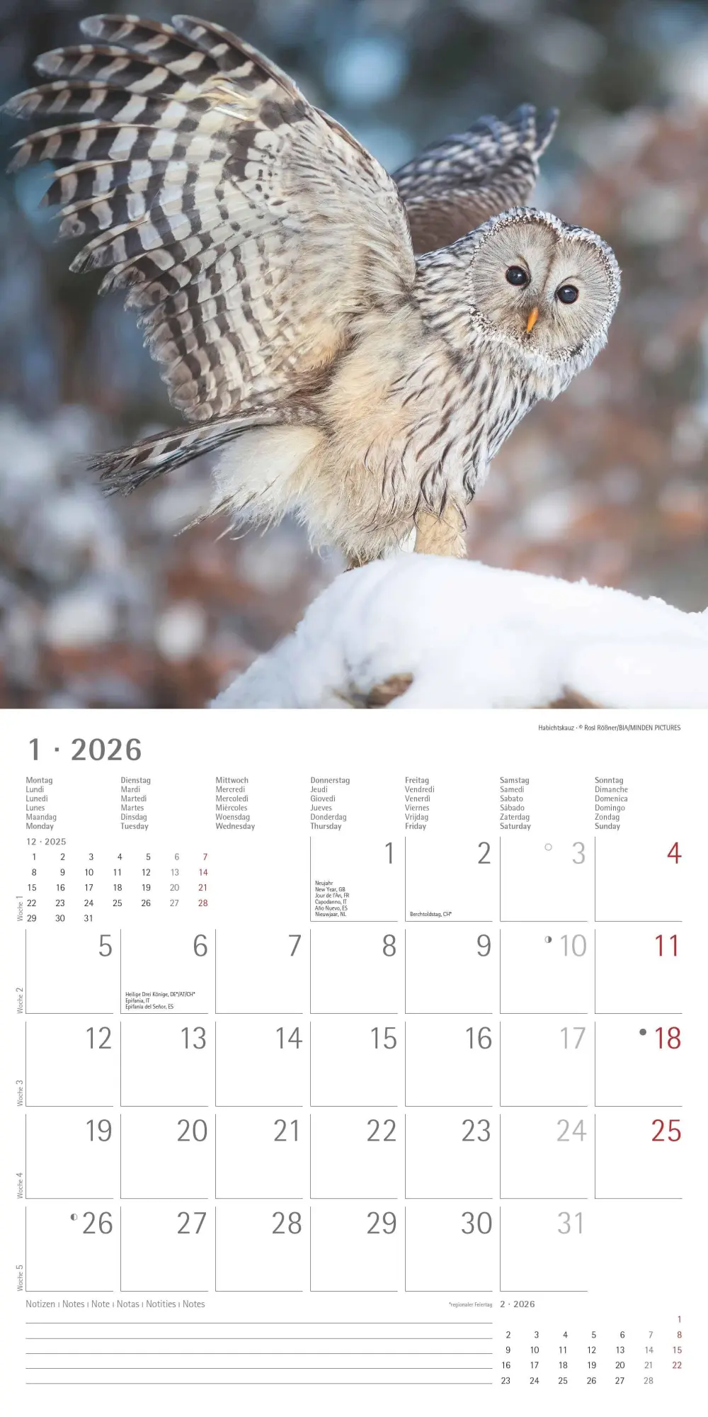 Bild: 4069095001886 | Alpha Edition - Eulen 2026 Broschürenkalender, 30x30cm,...