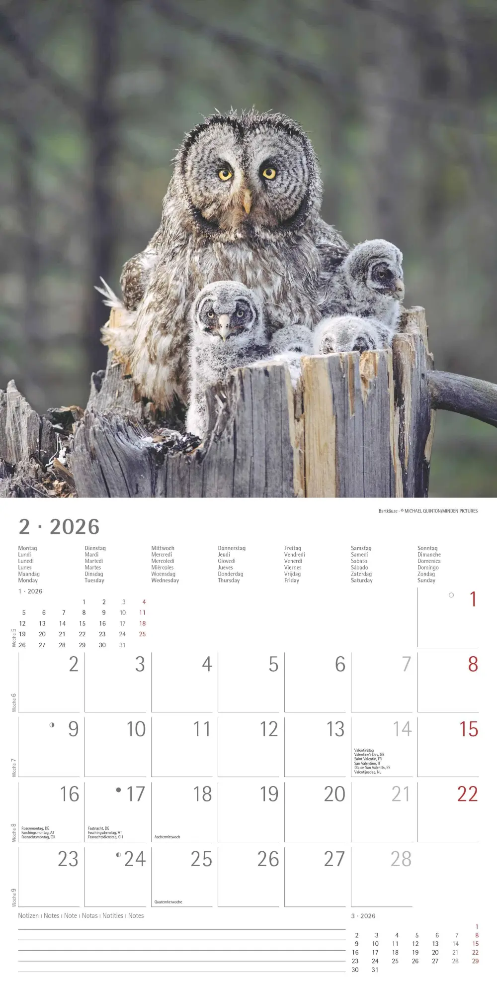 Bild: 4069095001886 | Alpha Edition - Eulen 2026 Broschürenkalender, 30x30cm,...