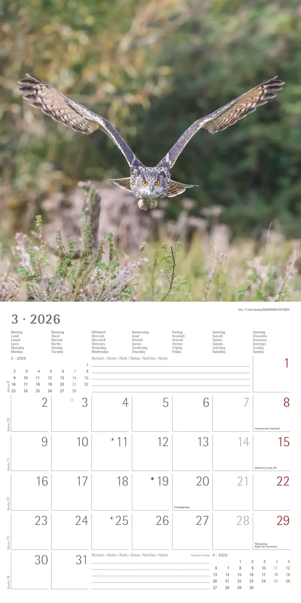 Bild: 4069095001886 | Alpha Edition - Eulen 2026 Broschürenkalender, 30x30cm,...