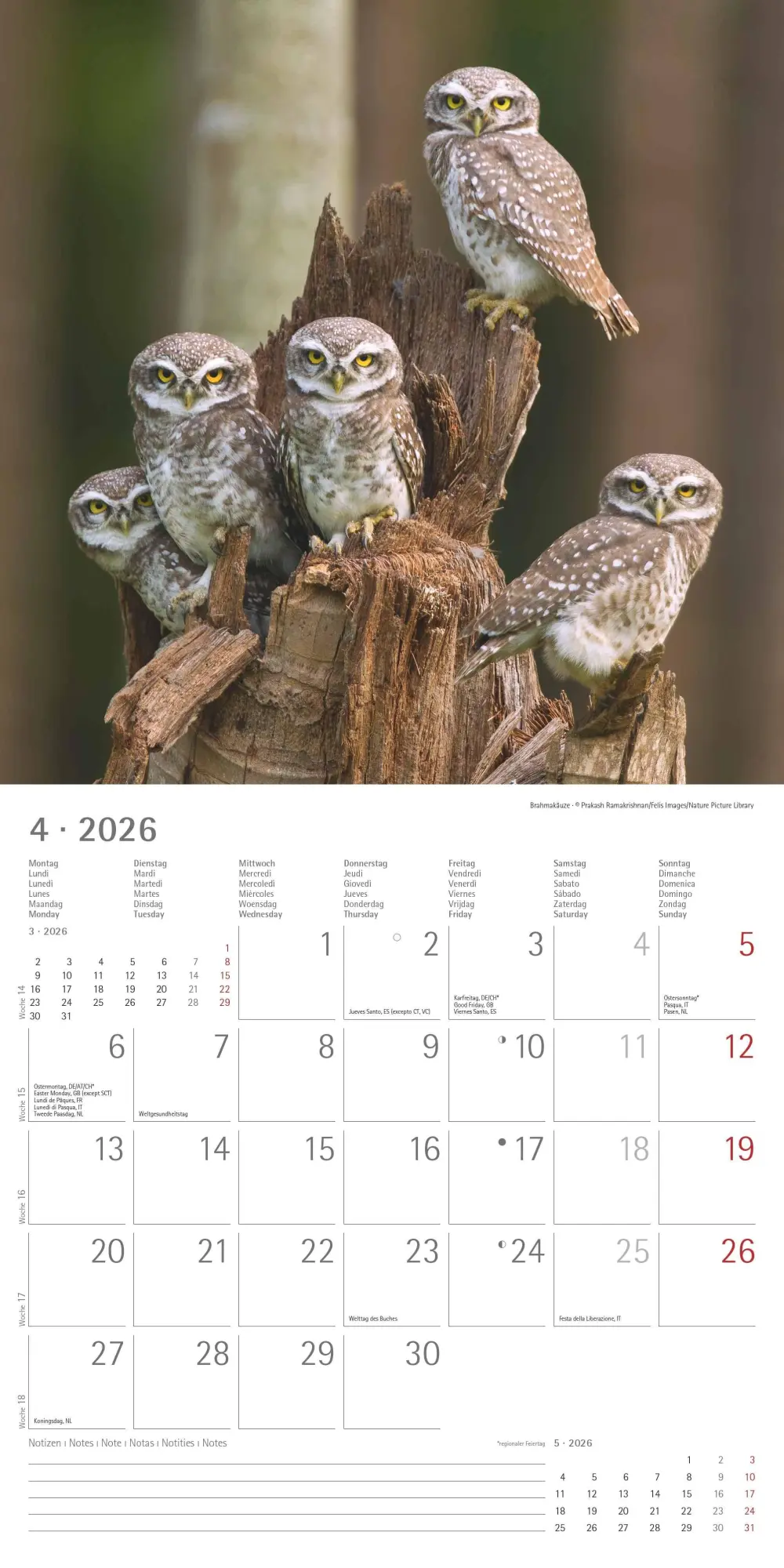 Bild: 4069095001886 | Alpha Edition - Eulen 2026 Broschürenkalender, 30x30cm,...