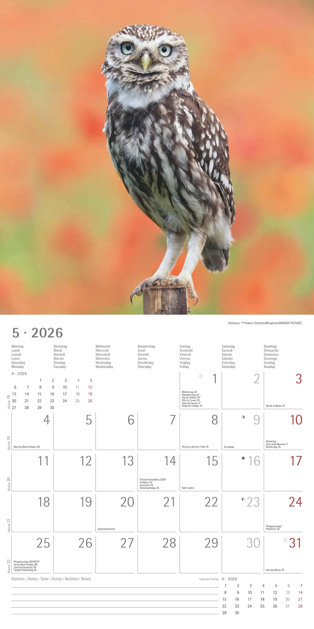 Bild: 4069095001886 | Alpha Edition - Eulen 2026 Broschürenkalender, 30x30cm,...
