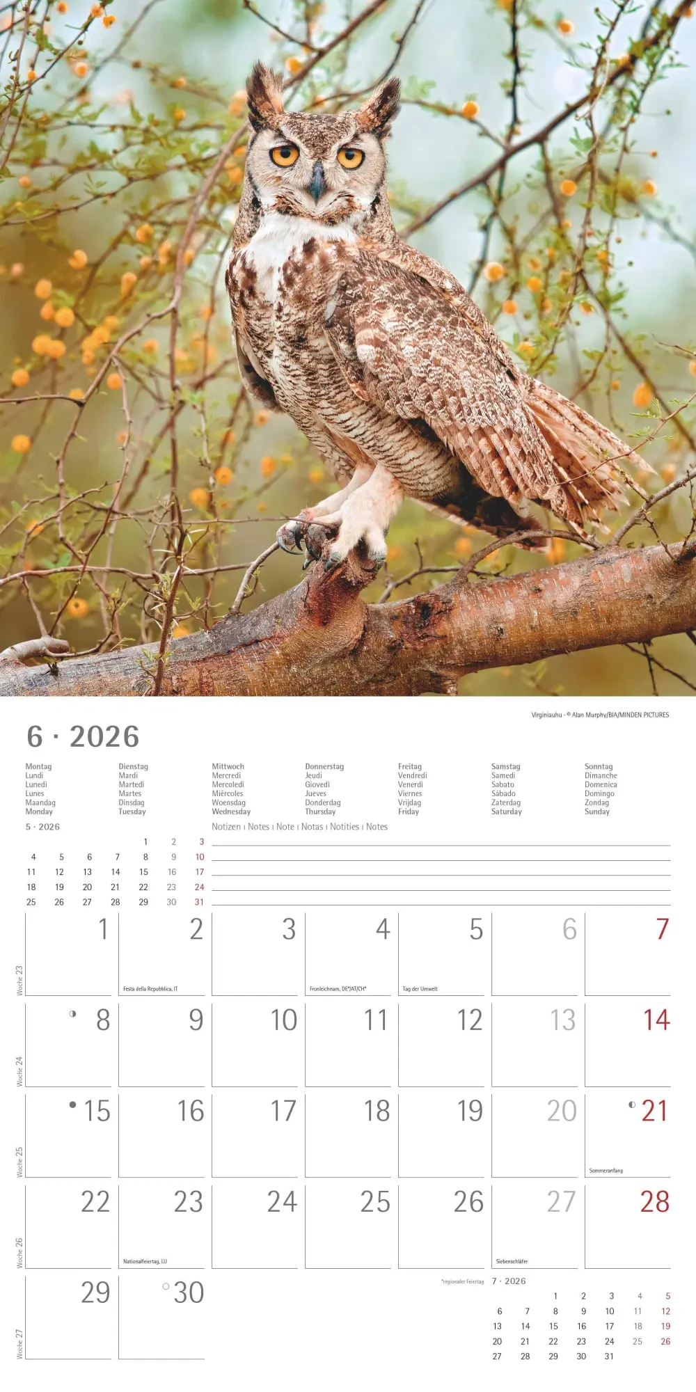 Bild: 4069095001886 | Alpha Edition - Eulen 2026 Broschürenkalender, 30x30cm,...
