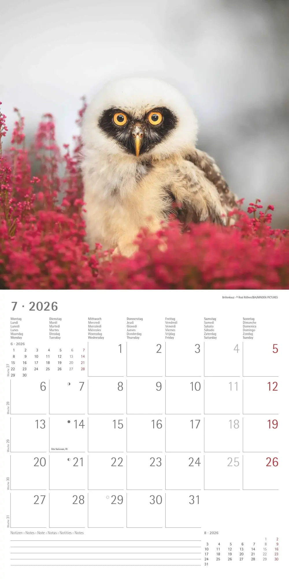 Bild: 4069095001886 | Alpha Edition - Eulen 2026 Broschürenkalender, 30x30cm,...