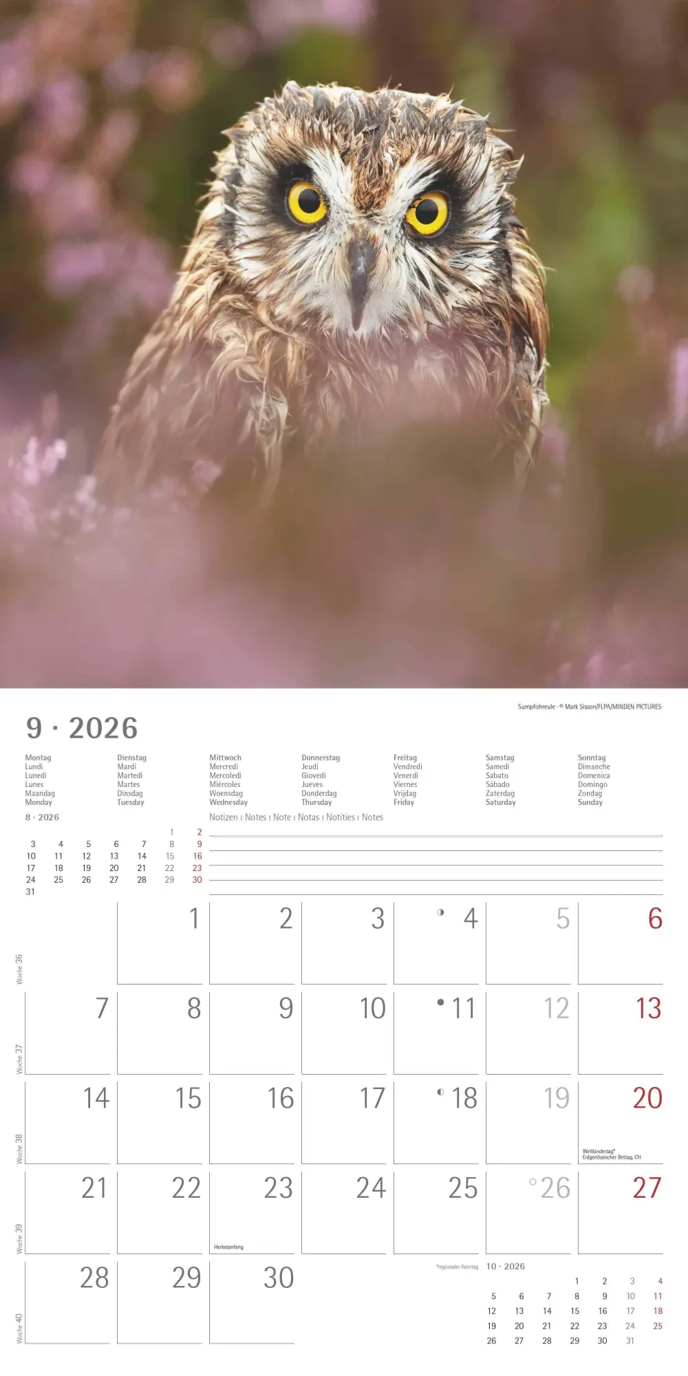 Bild: 4069095001886 | Alpha Edition - Eulen 2026 Broschürenkalender, 30x30cm,...