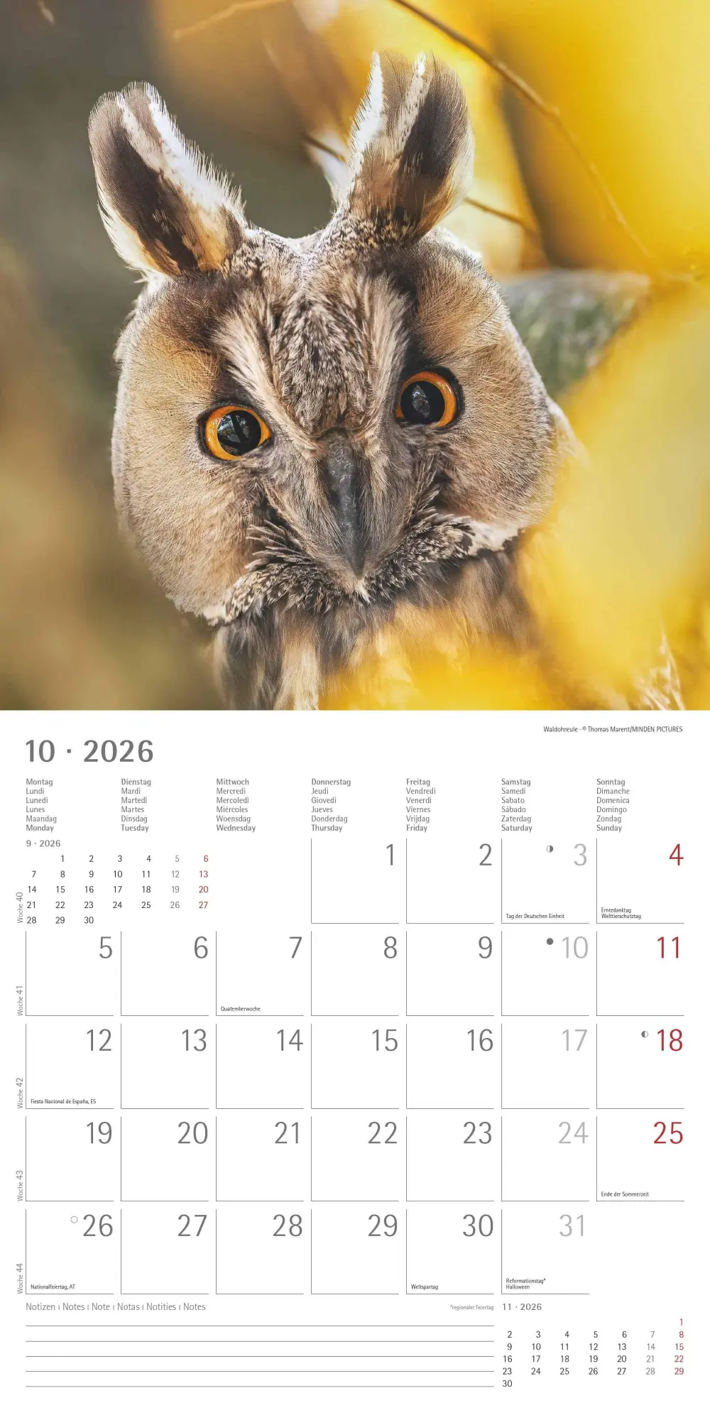 Bild: 4069095001886 | Alpha Edition - Eulen 2026 Broschürenkalender, 30x30cm,...