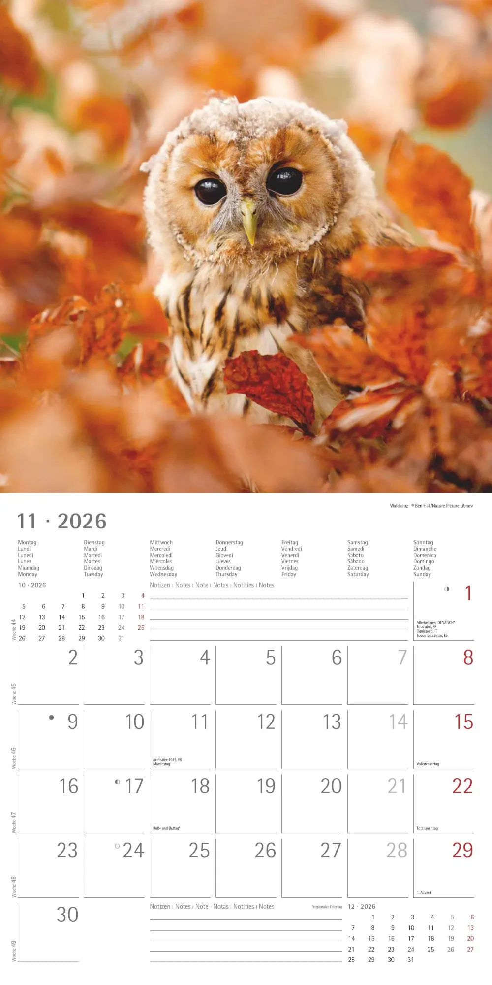 Bild: 4069095001886 | Alpha Edition - Eulen 2026 Broschürenkalender, 30x30cm,...