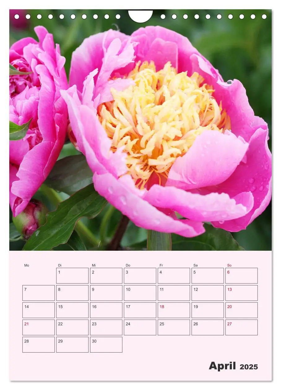 Bild: 9783435971886 | Pfingstrosen Rosen ohne Dornen (Wandkalender 2025 DIN A4 hoch),...