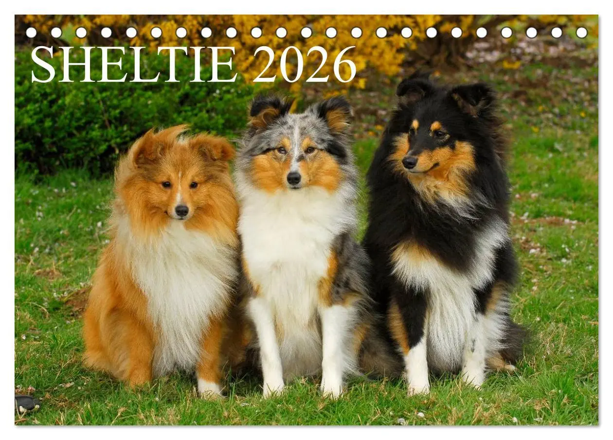 Cover: 9783516151886 | Sheltie 2026 (Tischkalender 2026 DIN A5 quer), CALVENDO Monatskalender