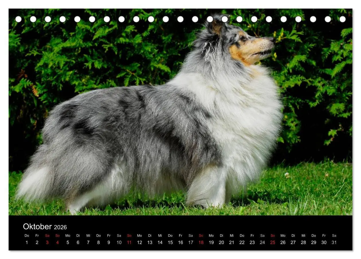 Bild: 9783516151886 | Sheltie 2026 (Tischkalender 2026 DIN A5 quer), CALVENDO Monatskalender