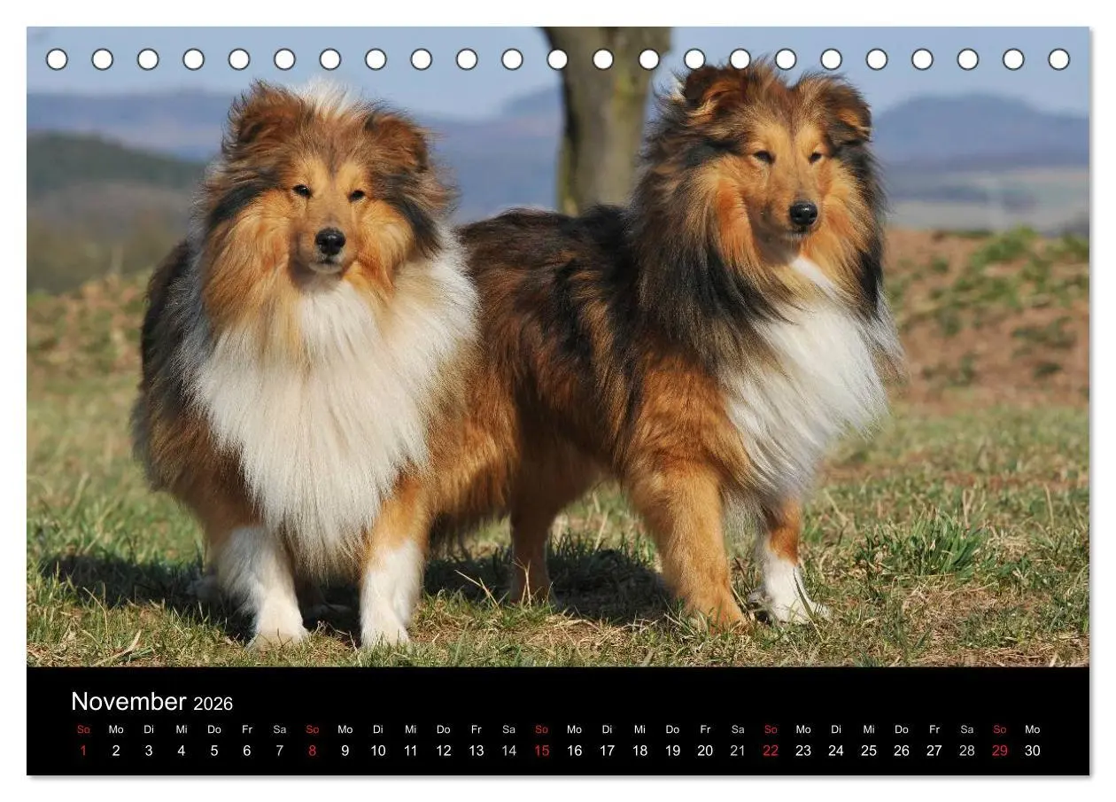 Bild: 9783516151886 | Sheltie 2026 (Tischkalender 2026 DIN A5 quer), CALVENDO Monatskalender