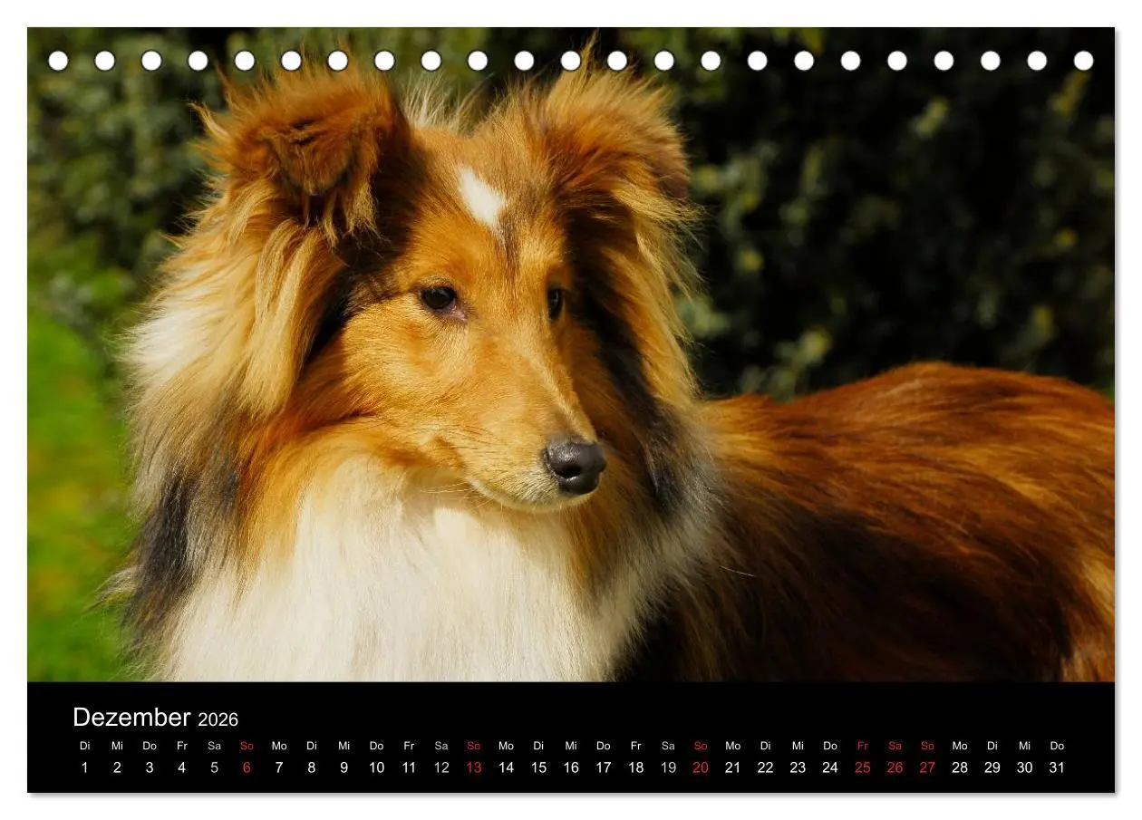 Bild: 9783516151886 | Sheltie 2026 (Tischkalender 2026 DIN A5 quer), CALVENDO Monatskalender