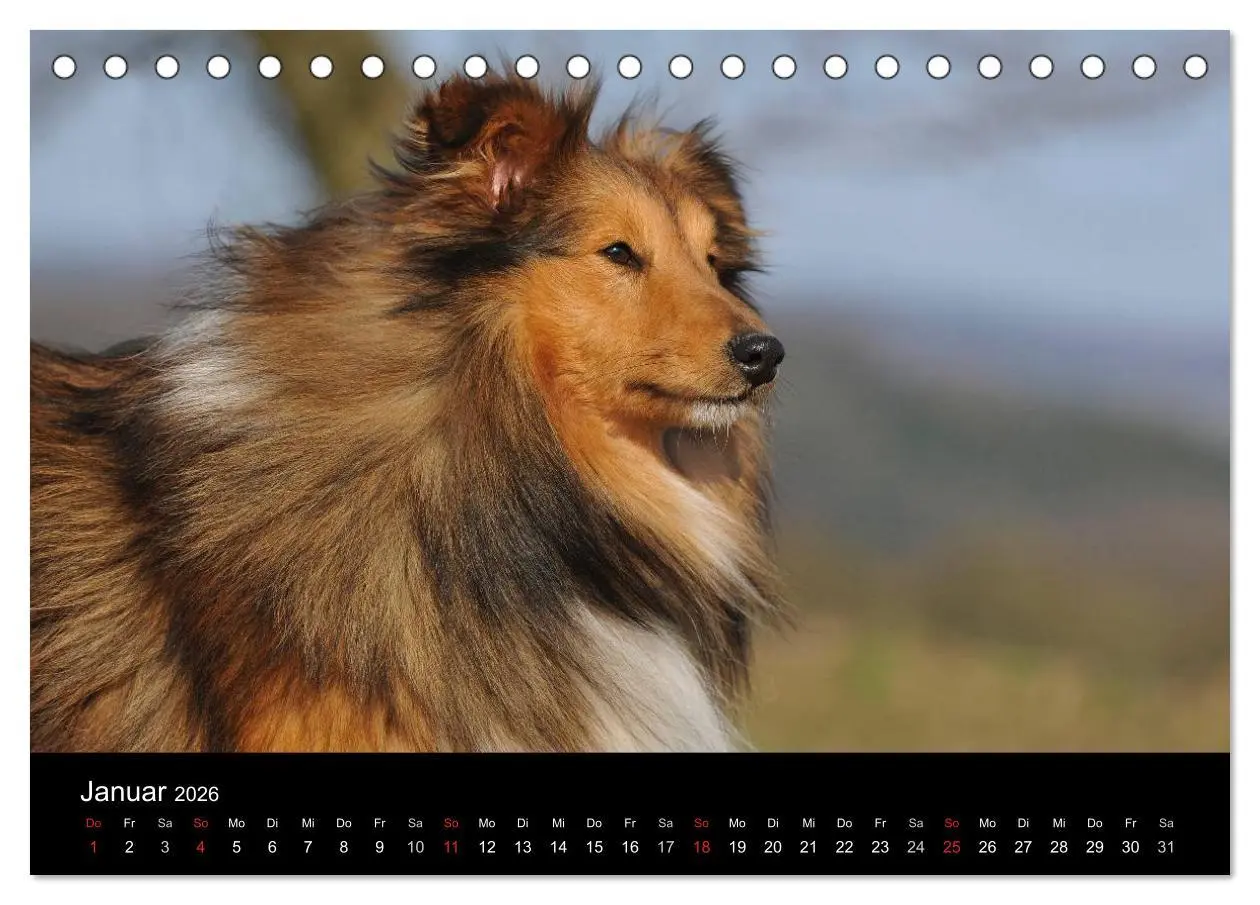 Bild: 9783516151886 | Sheltie 2026 (Tischkalender 2026 DIN A5 quer), CALVENDO Monatskalender