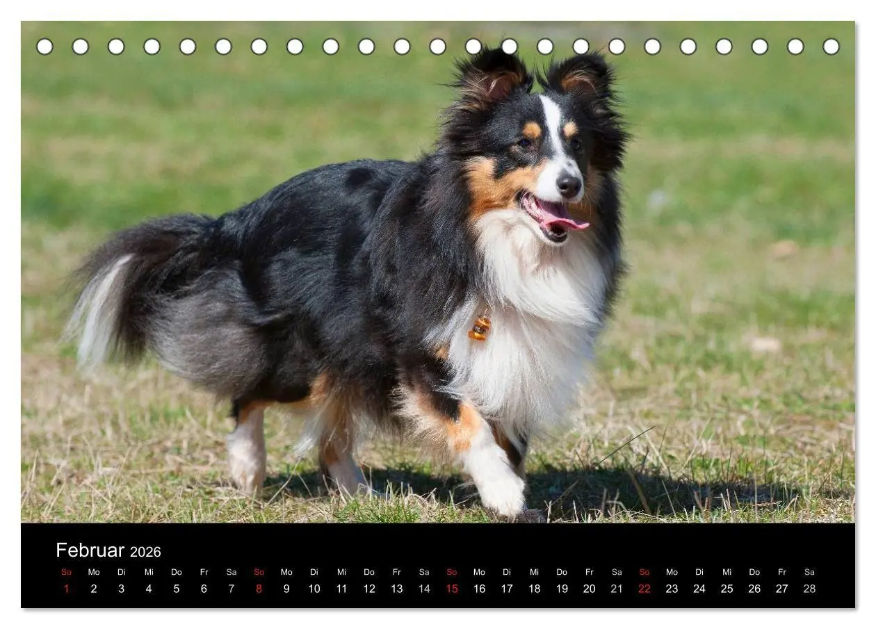 Bild: 9783516151886 | Sheltie 2026 (Tischkalender 2026 DIN A5 quer), CALVENDO Monatskalender