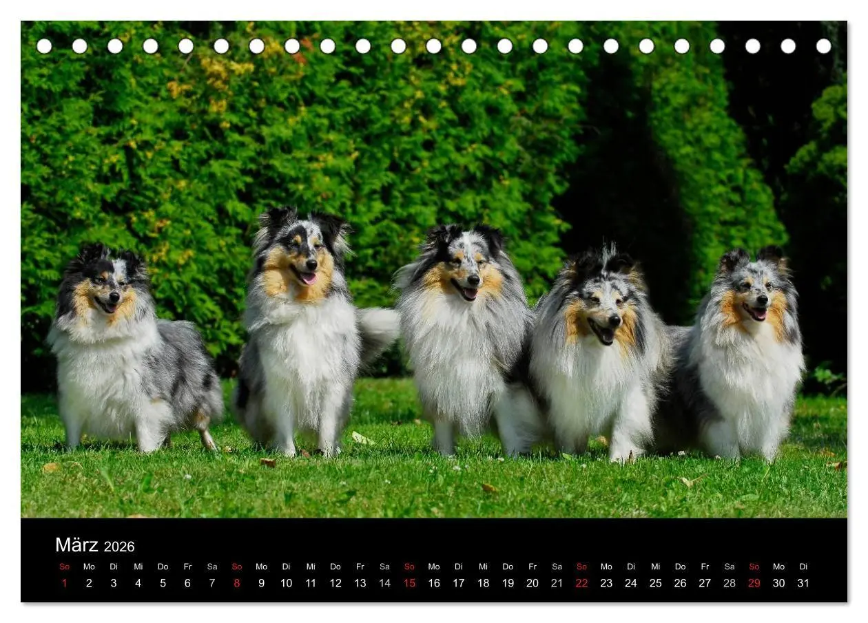 Bild: 9783516151886 | Sheltie 2026 (Tischkalender 2026 DIN A5 quer), CALVENDO Monatskalender