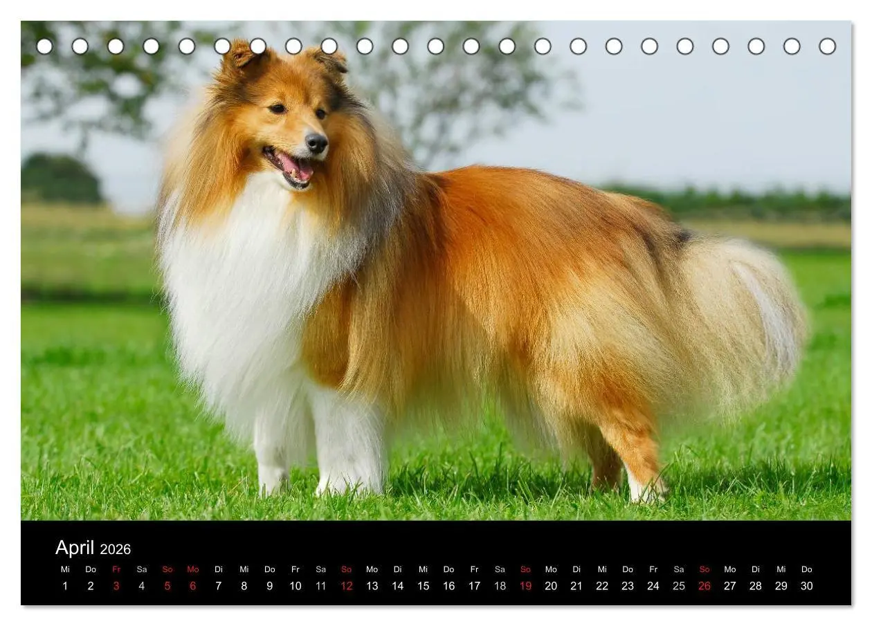 Bild: 9783516151886 | Sheltie 2026 (Tischkalender 2026 DIN A5 quer), CALVENDO Monatskalender