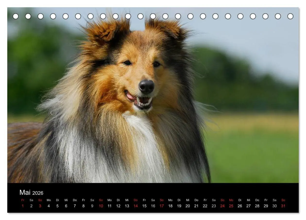 Bild: 9783516151886 | Sheltie 2026 (Tischkalender 2026 DIN A5 quer), CALVENDO Monatskalender
