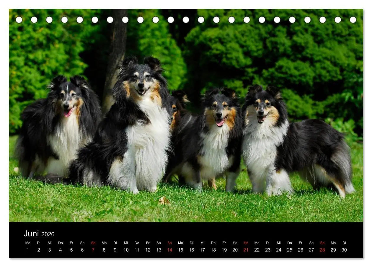 Bild: 9783516151886 | Sheltie 2026 (Tischkalender 2026 DIN A5 quer), CALVENDO Monatskalender