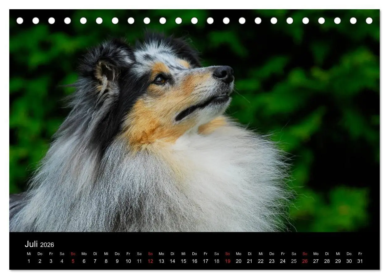 Bild: 9783516151886 | Sheltie 2026 (Tischkalender 2026 DIN A5 quer), CALVENDO Monatskalender