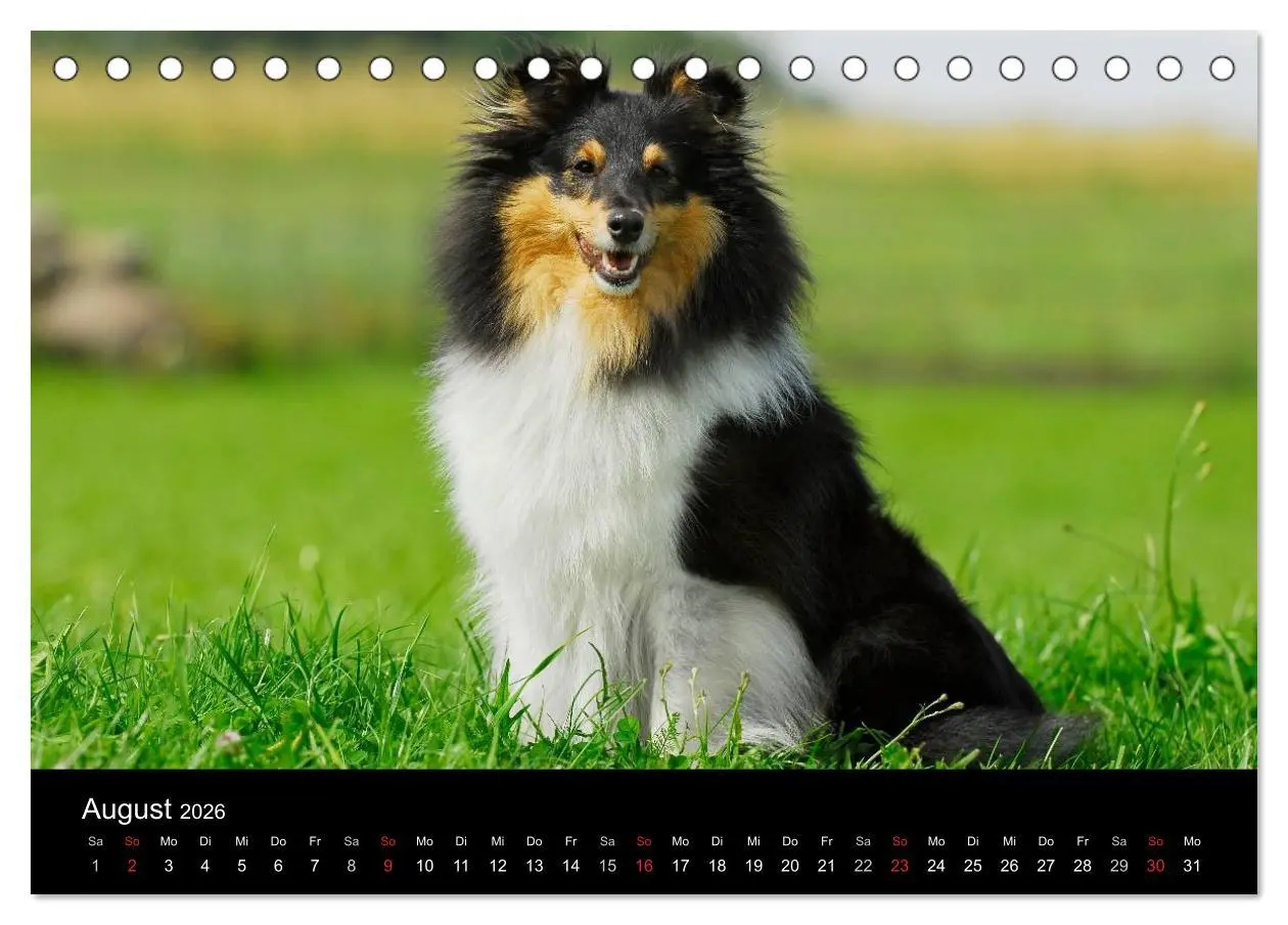 Bild: 9783516151886 | Sheltie 2026 (Tischkalender 2026 DIN A5 quer), CALVENDO Monatskalender