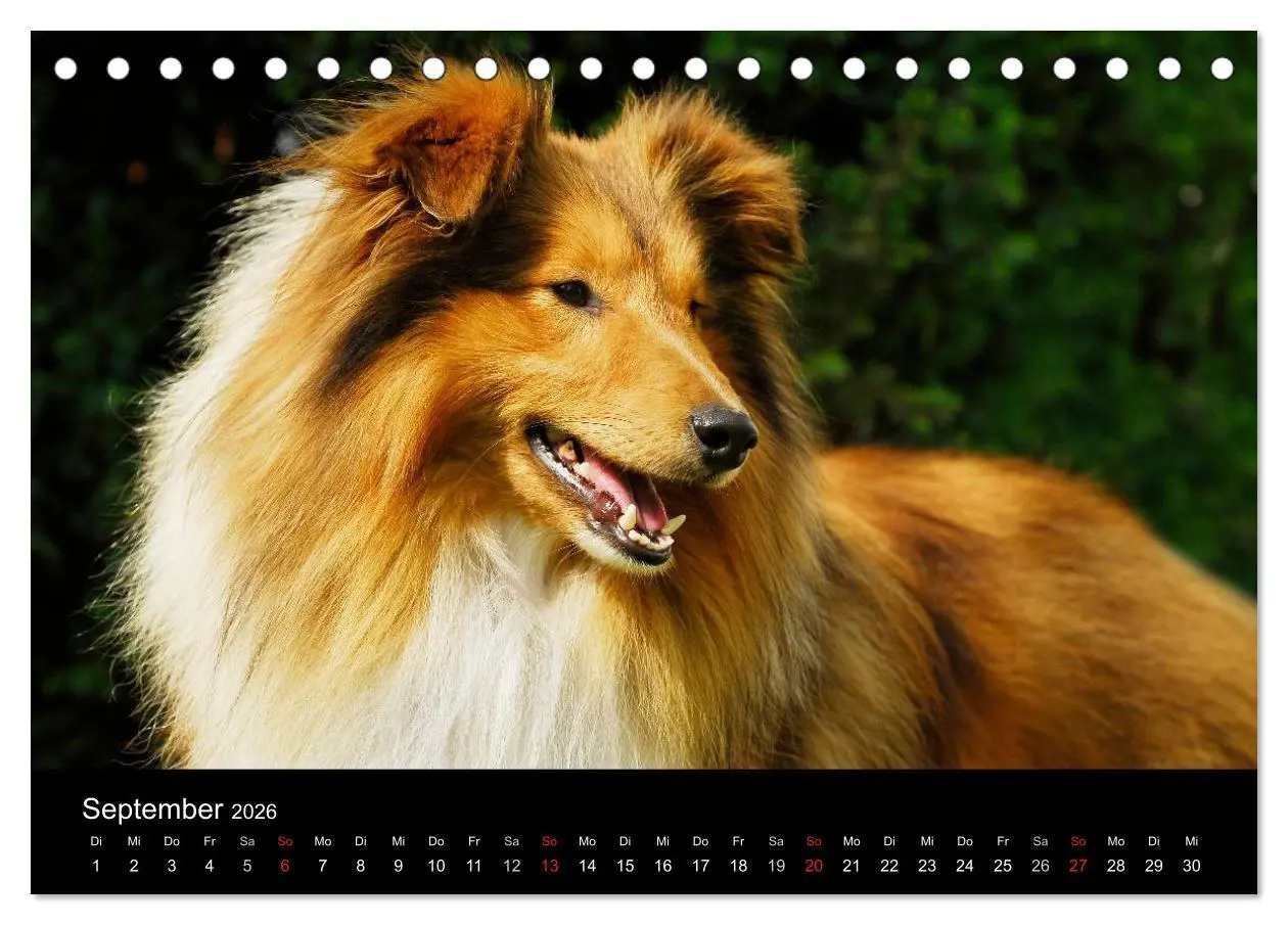 Bild: 9783516151886 | Sheltie 2026 (Tischkalender 2026 DIN A5 quer), CALVENDO Monatskalender