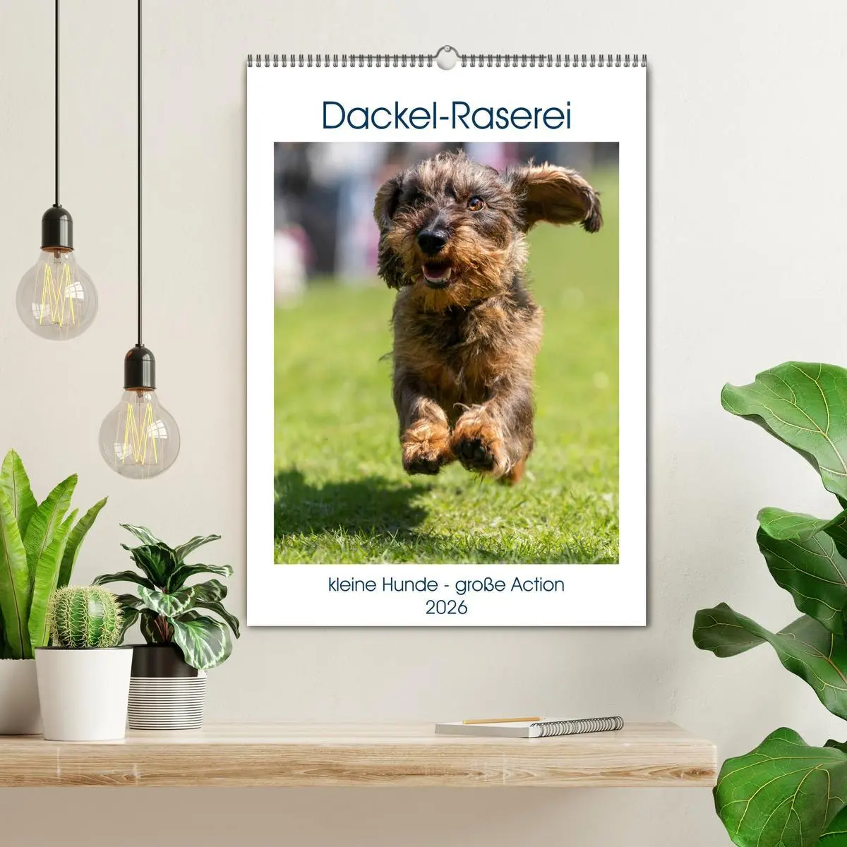 Bild: 9783516391886 | Dackel-Raserei (Wandkalender 2026 DIN A2 hoch), CALVENDO...