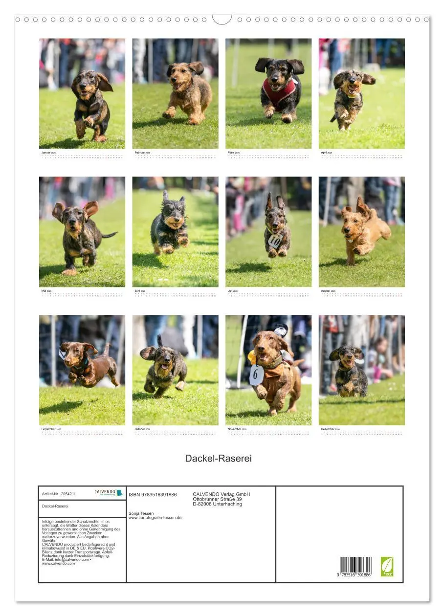Bild: 9783516391886 | Dackel-Raserei (Wandkalender 2026 DIN A2 hoch), CALVENDO...