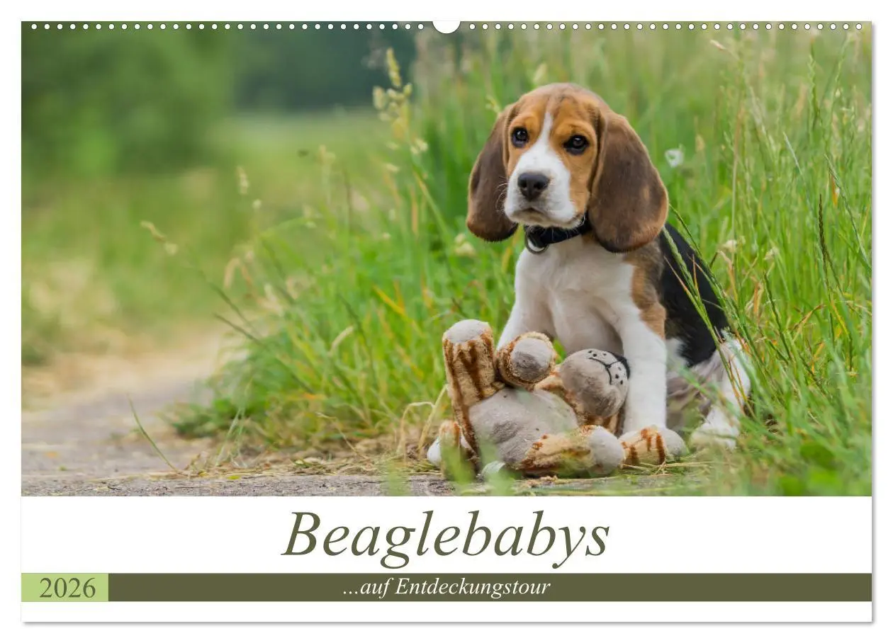 Cover: 9783516032086 | Beaglebabys auf Entdeckungstour (Wandkalender 2026 DIN A2 quer),...
