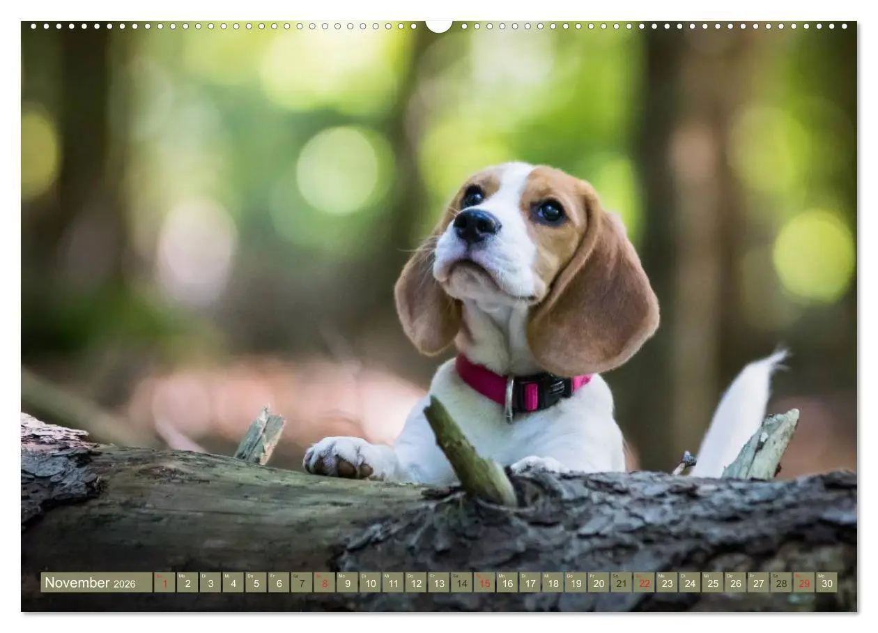 Bild: 9783516032086 | Beaglebabys auf Entdeckungstour (Wandkalender 2026 DIN A2 quer),...