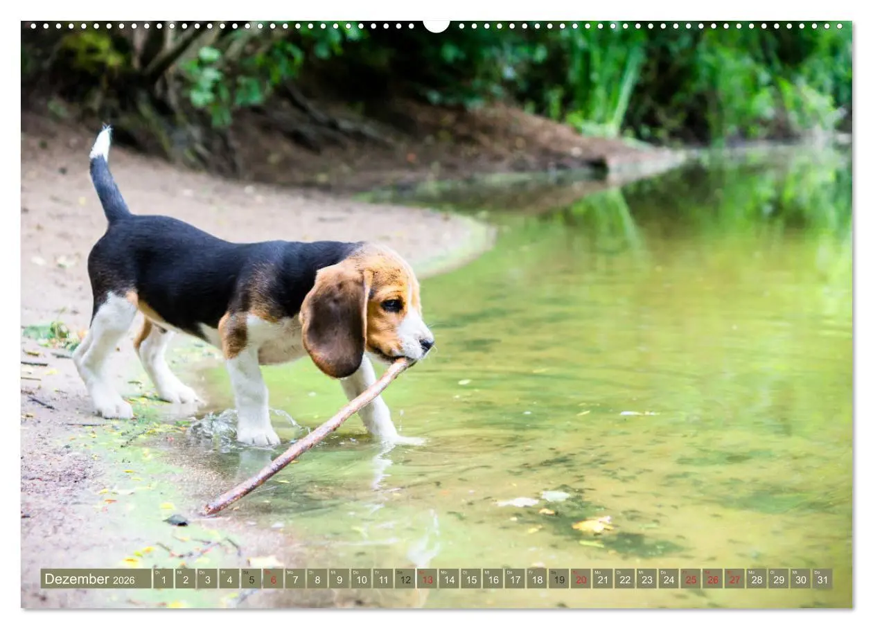Bild: 9783516032086 | Beaglebabys auf Entdeckungstour (Wandkalender 2026 DIN A2 quer),...