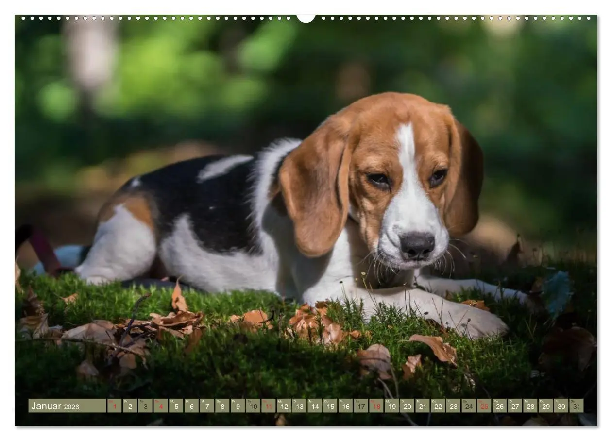 Bild: 9783516032086 | Beaglebabys auf Entdeckungstour (Wandkalender 2026 DIN A2 quer),...