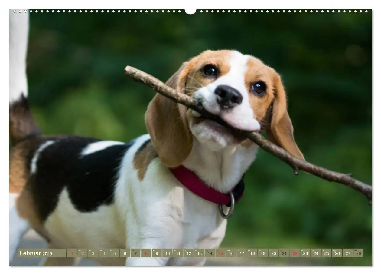 Bild: 9783516032086 | Beaglebabys auf Entdeckungstour (Wandkalender 2026 DIN A2 quer),...