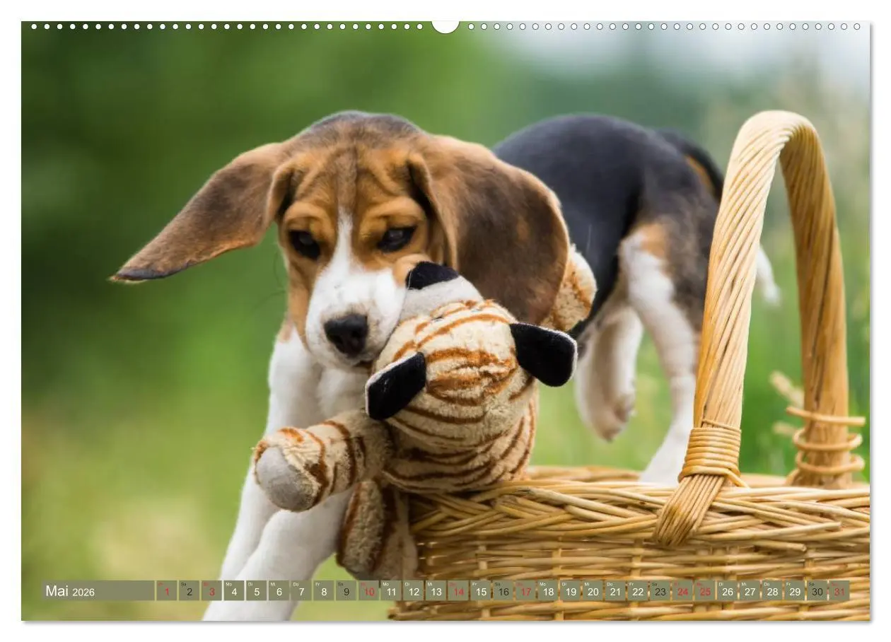 Bild: 9783516032086 | Beaglebabys auf Entdeckungstour (Wandkalender 2026 DIN A2 quer),...
