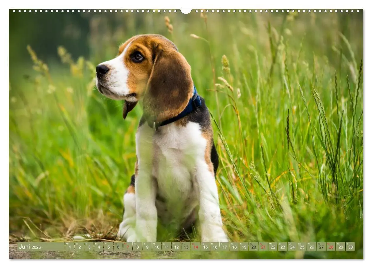Bild: 9783516032086 | Beaglebabys auf Entdeckungstour (Wandkalender 2026 DIN A2 quer),...