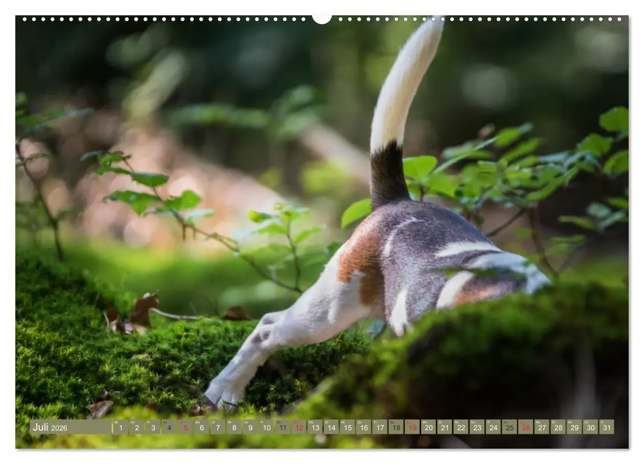 Bild: 9783516032086 | Beaglebabys auf Entdeckungstour (Wandkalender 2026 DIN A2 quer),...