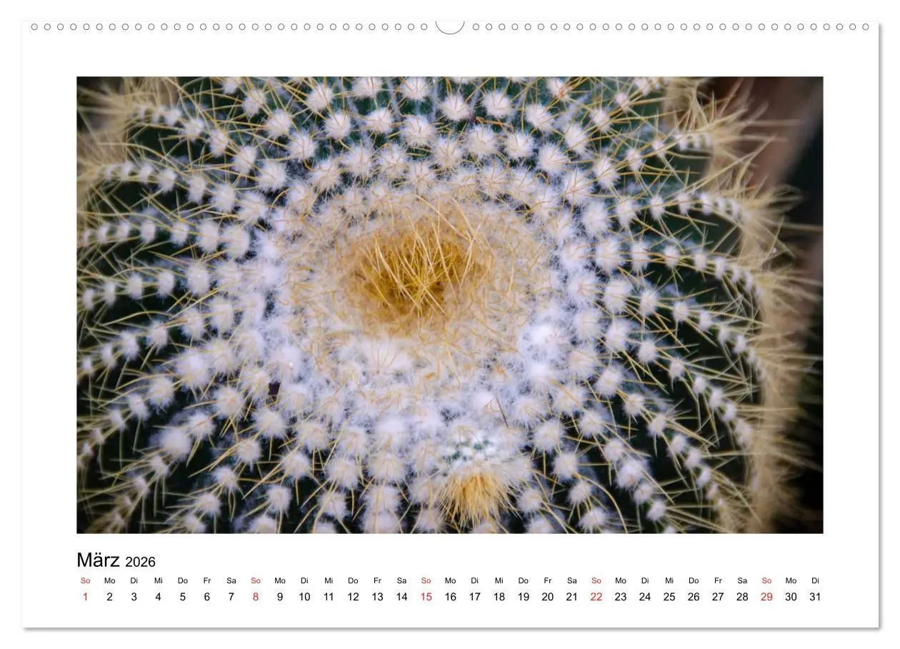 Bild: 9783457792186 | Kakteen und Sukkulenten (Wandkalender 2026 DIN A2 quer), CALVENDO...