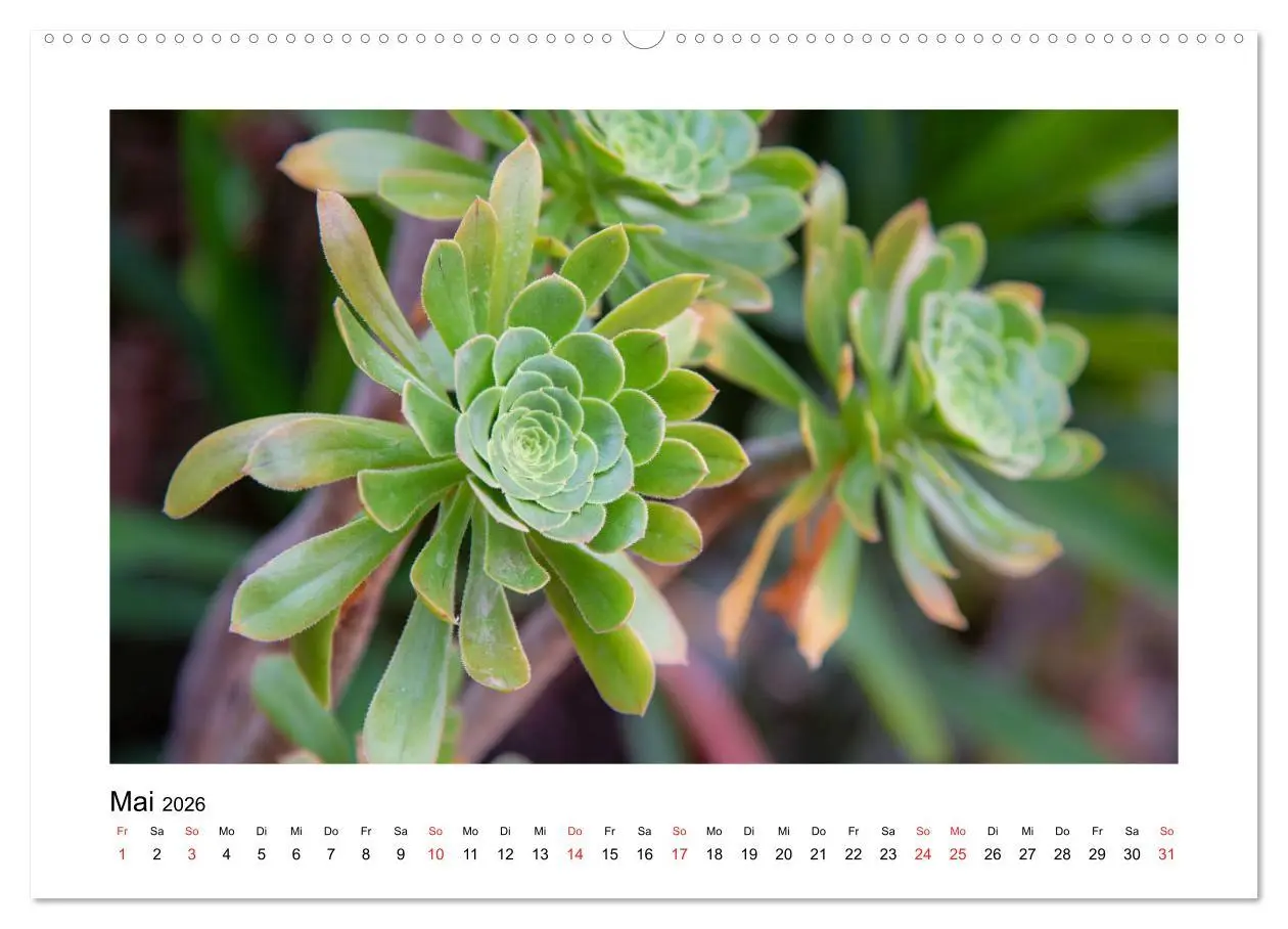 Bild: 9783457792186 | Kakteen und Sukkulenten (Wandkalender 2026 DIN A2 quer), CALVENDO...