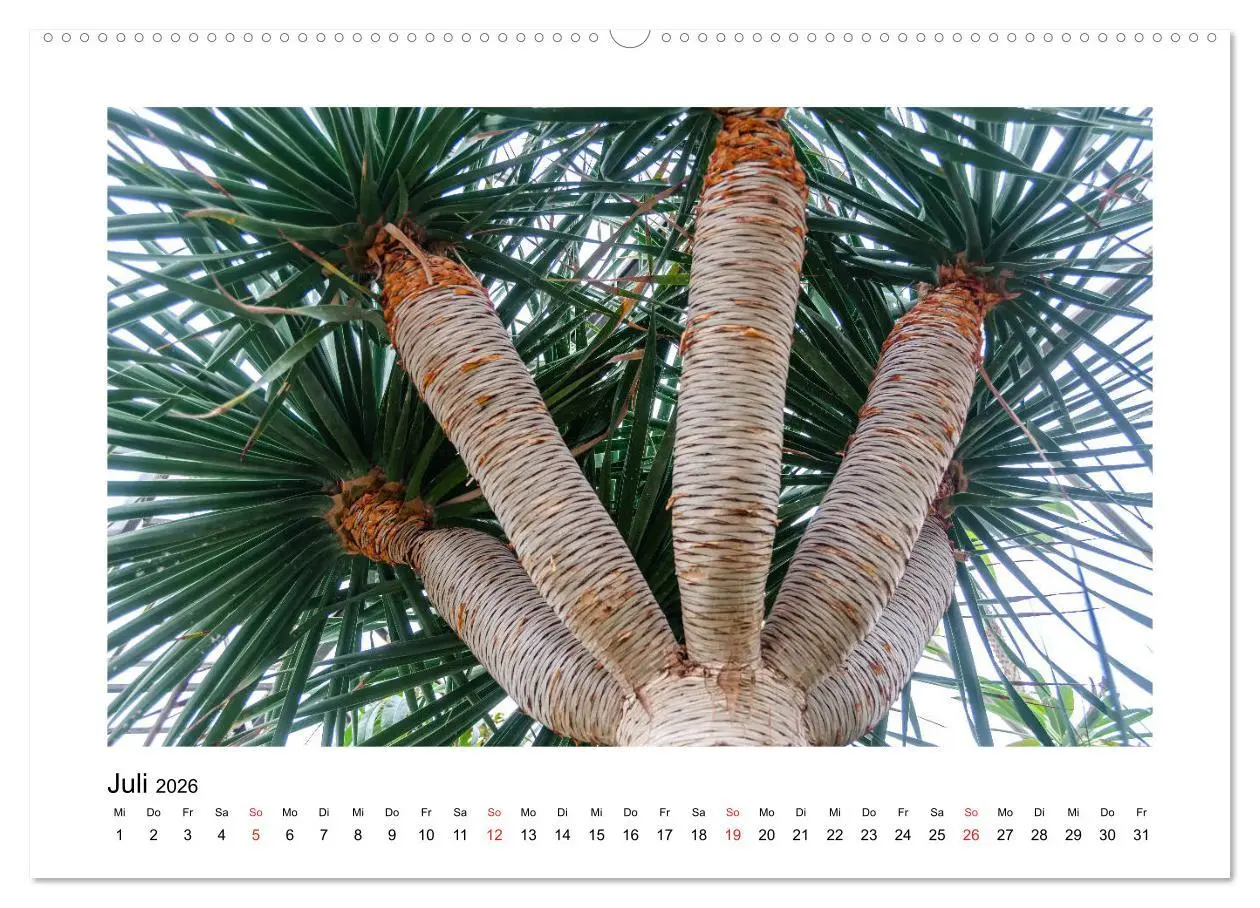 Bild: 9783457792186 | Kakteen und Sukkulenten (Wandkalender 2026 DIN A2 quer), CALVENDO...
