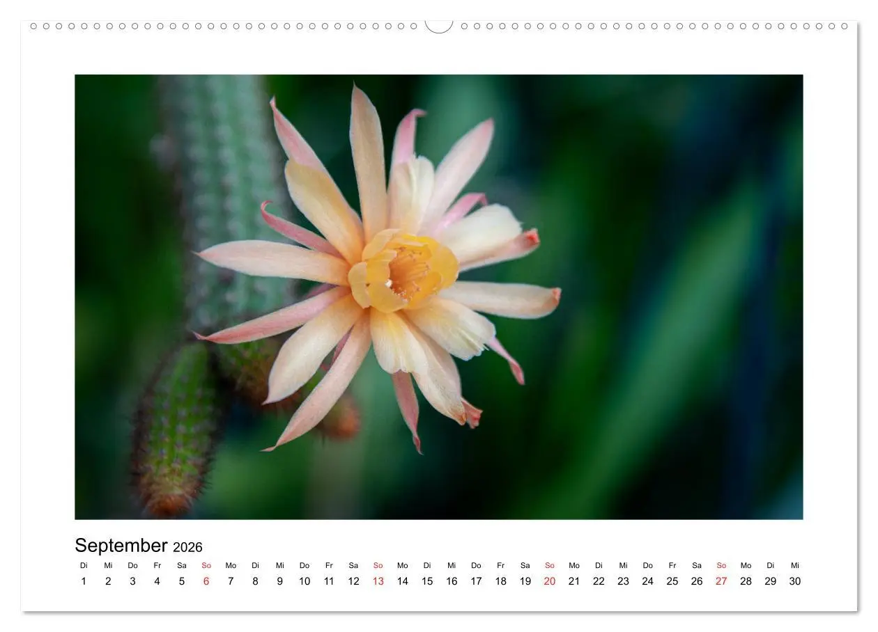 Bild: 9783457792186 | Kakteen und Sukkulenten (Wandkalender 2026 DIN A2 quer), CALVENDO...