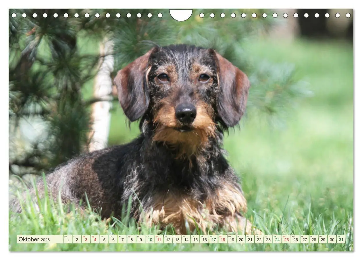 Bild: 9783516182286 | Liebenswerte Rabauken - Rauhaardackel (Wandkalender 2026 DIN A4...