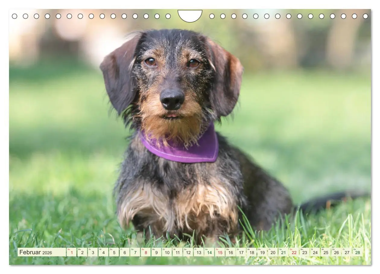 Bild: 9783516182286 | Liebenswerte Rabauken - Rauhaardackel (Wandkalender 2026 DIN A4...