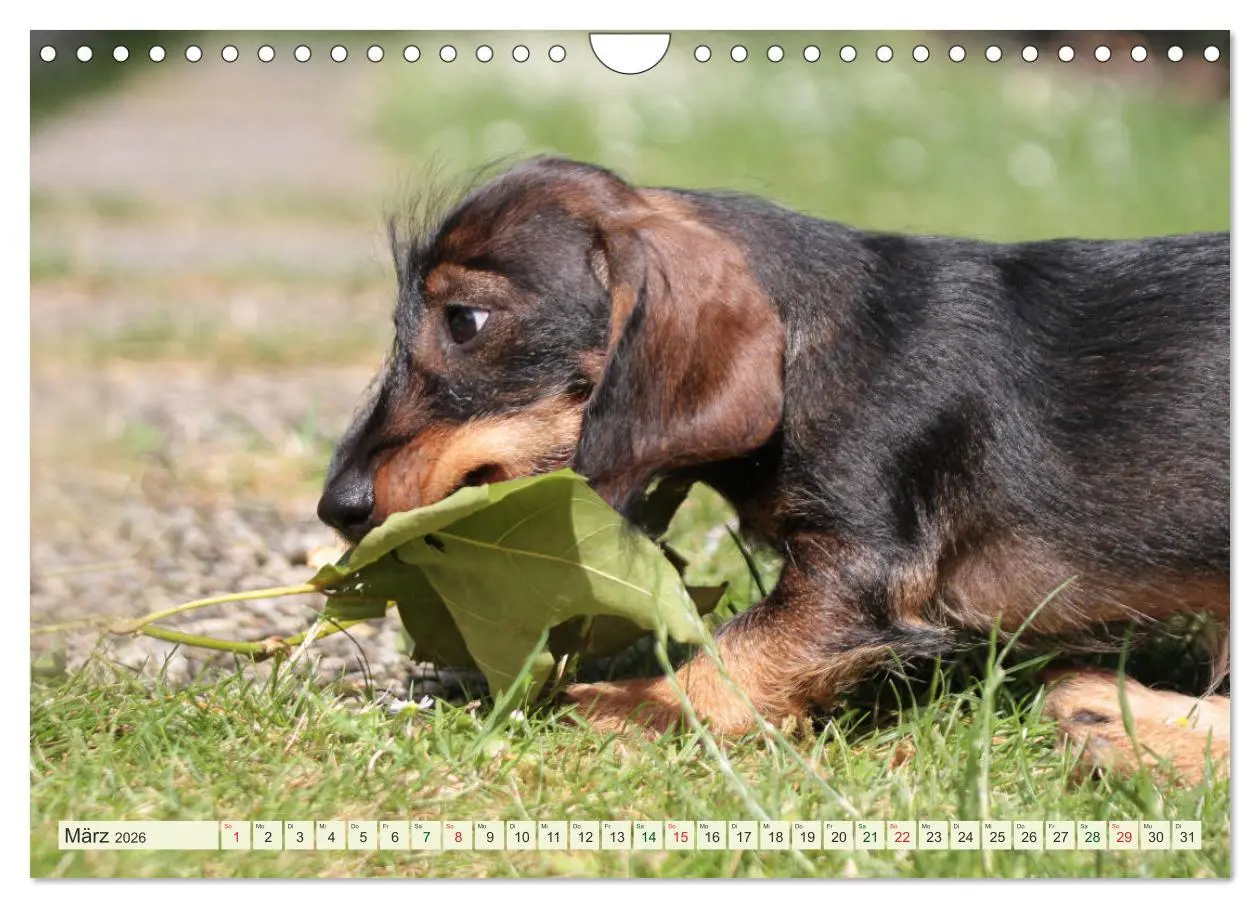 Bild: 9783516182286 | Liebenswerte Rabauken - Rauhaardackel (Wandkalender 2026 DIN A4...