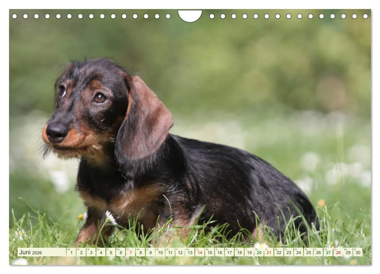 Bild: 9783516182286 | Liebenswerte Rabauken - Rauhaardackel (Wandkalender 2026 DIN A4...