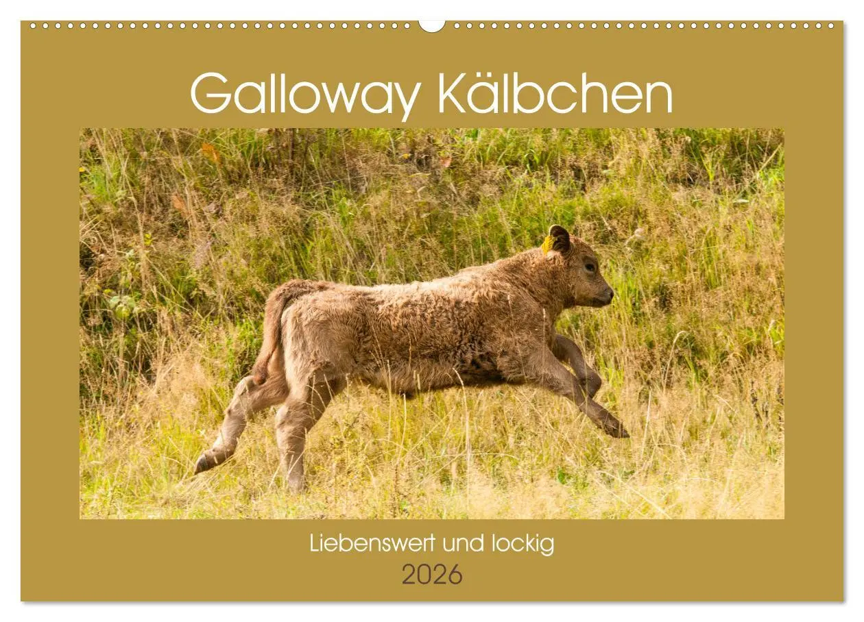 Cover: 9783457762486 | Galloway Kälbchen - Liebenswert und lockig (Wandkalender 2026 DIN...