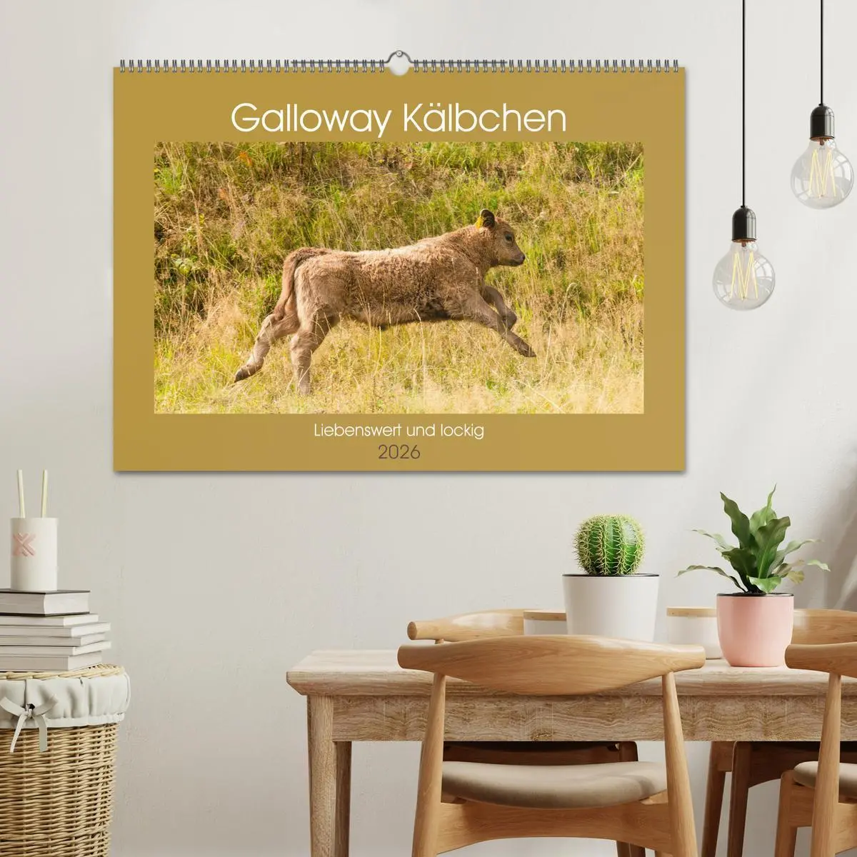 Bild: 9783457762486 | Galloway Kälbchen - Liebenswert und lockig (Wandkalender 2026 DIN...