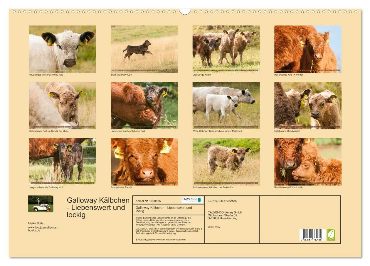 Bild: 9783457762486 | Galloway Kälbchen - Liebenswert und lockig (Wandkalender 2026 DIN...