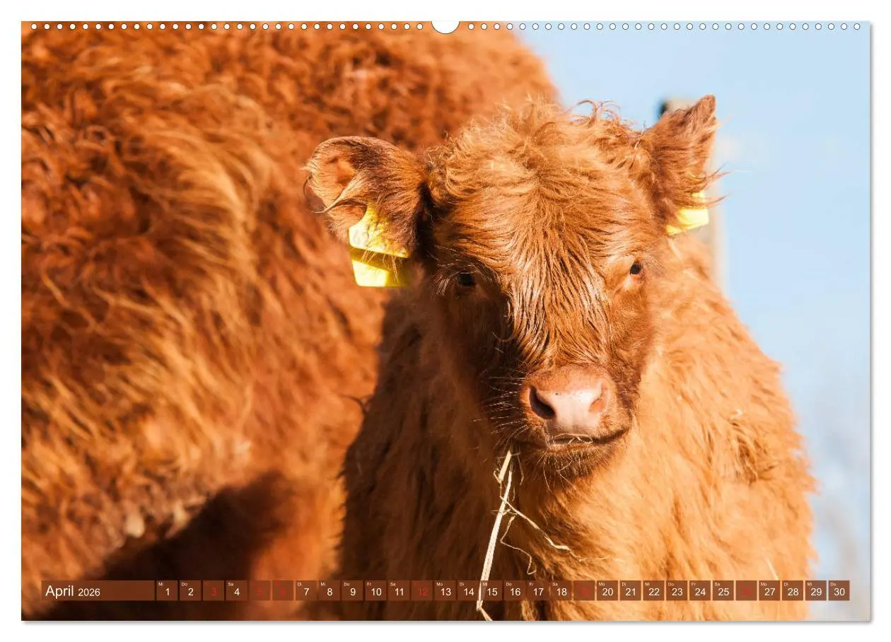 Bild: 9783457762486 | Galloway Kälbchen - Liebenswert und lockig (Wandkalender 2026 DIN...